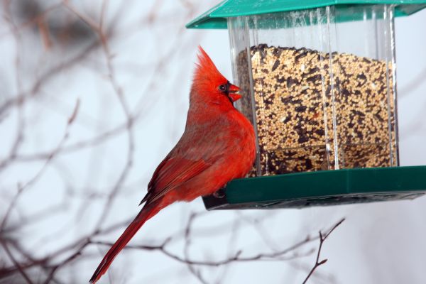 Bird Feeder Hanging in Orem